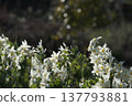 Daffodils, white, in full bloom, early spring 137793881