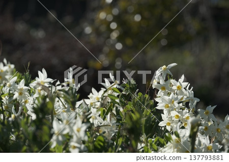 Daffodils, white, in full bloom, early spring Daffodils, white, in full bloom, early spring 137793881