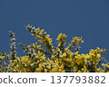 Mimosa and acacia in full bloom, early spring, clear skies. 137793882
