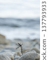 Seaweed, beach, driftwood, waves, stones, gravel, sea 137793933