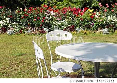 White table and roses on the terrace White table and roses on the terrace 137794153