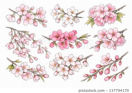 櫻花和花蕾插圖集 137794170
