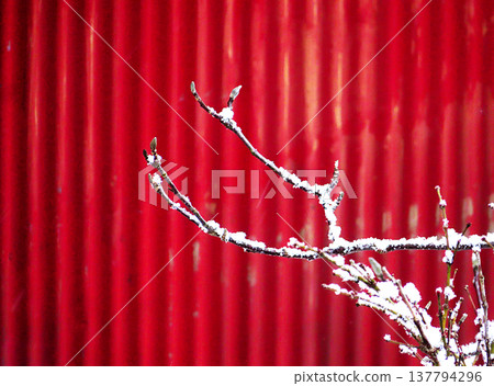 紅色和白色 137794296