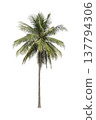 High qaulity coconut and palm trees Isolated tree on white background. Large trees are growing in summer, full frame camera shoot for high resolution picture. With clipping path. 137794306