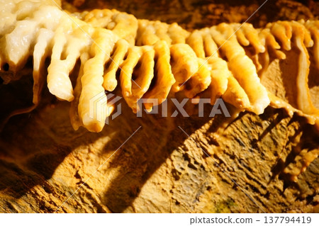 A close-up shot of the stalactites in the cave, showcasing the natural scenery inside the cave. The limestone formations were created over a long period of time. A close-up shot of the stalactites in the cave, showcasing the natural scenery inside the cave. The limestone formations were created over a long period of time. 137794419