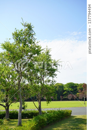 The park's landscape, with its lush green trees and lawns, stretches out under a blue sky. A relaxing urban park scene amidst nature. 137794494