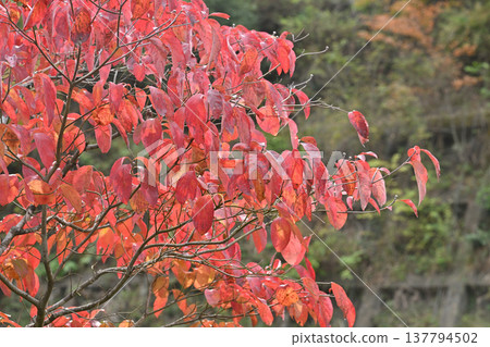 Autumn leaves at Aikawa Park 137794502