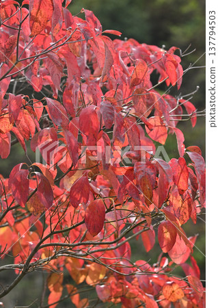 Autumn leaves at Aikawa Park Autumn leaves at Aikawa Park 137794503