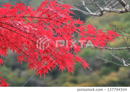 Autumn leaves at Aikawa Park Autumn leaves at Aikawa Park 137794504