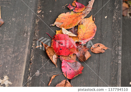 Autumn leaves 137794510