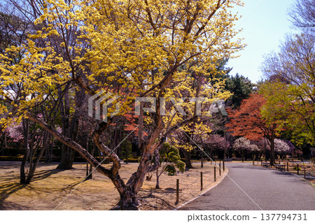 Cornelian cherry trees lining the streets Cornelian cherry trees lining the streets 137794731
