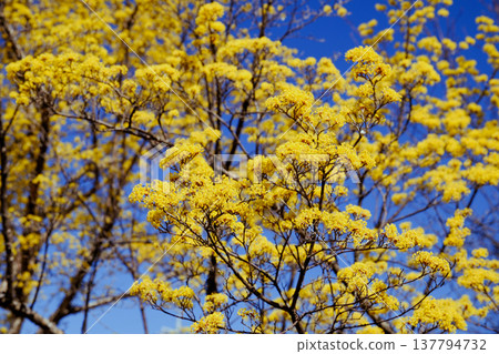 Yellow flower 137794732