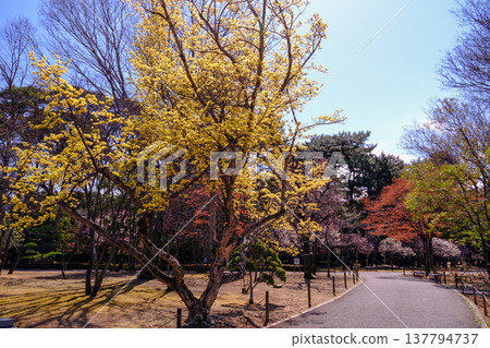 Cornelian cherry blossoms in the park Cornelian cherry blossoms in the park 137794737