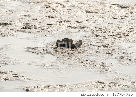 彈塗魚 彈塗魚 137794750