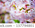 在日本，春天櫻花盛開，公園、神社和寺廟都被染成了粉紅色。 137794801