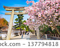 在日本，春天櫻花盛開，公園、神社和寺廟都被染成了粉紅色。 137794818