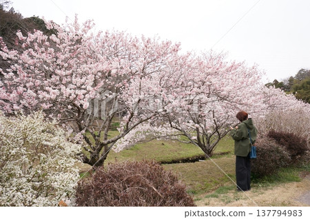 Spring cherry tree Spring cherry tree 137794983