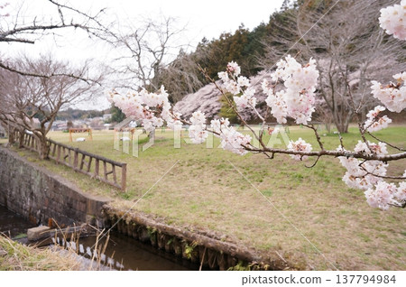 Cherry blossoms and a stream in the springtime Cherry blossoms and a stream in the springtime 137794984