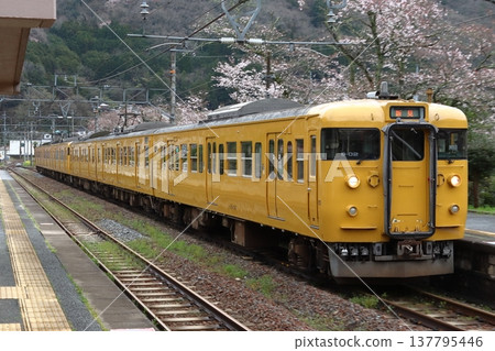 A 6-car 115 series train on the Hakubi Line arriving at Kinoyama Station in spring. A 6-car 115 series train on the Hakubi Line arriving at Kinoyama Station in spring. 137795446