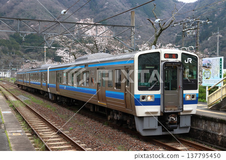 Hakubi Line 213 series train arriving at Kinoyama Station in spring Hakubi Line 213 series train arriving at Kinoyama Station in spring 137795450