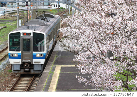 春日，白眉線213系列車抵達木之山站。 137795647