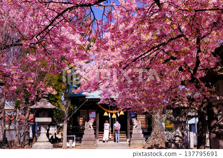 Kawazu cherry blossoms in full bloom shine in the spring sunlight 137795691