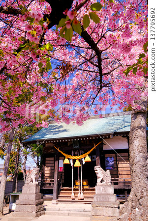Kawazu cherry blossoms illuminated by the spring sunshine (vertical view) 137795692