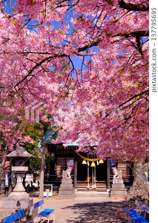 Kawazu cherry blossoms in full bloom and a shrine (vertical view) Kawazu cherry blossoms in full bloom and a shrine (vertical view) 137795695