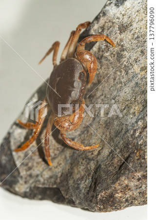 Crab Crab 137796090