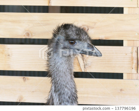 Emu 1 Emu 1 137796196