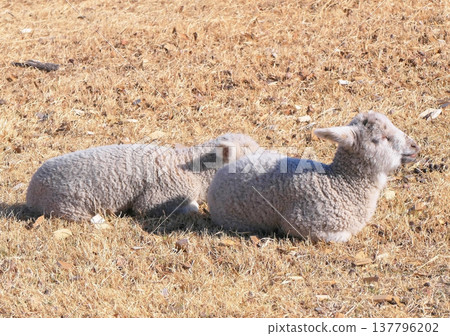 Lambs (in the pasture) Lambs (in the pasture) 137796202