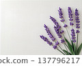 薰衣草 137796217