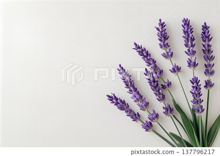 薰衣草 薰衣草 137796217
