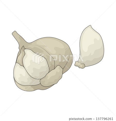Illustration of garlic Illustration of garlic 137796261
