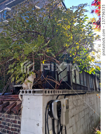 It's a cat climbing on a fence.	 137796335