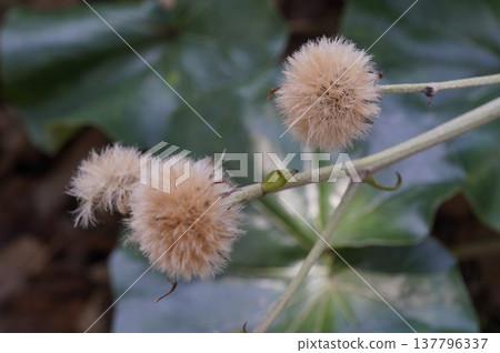 Tsubaki的絨毛 137796337