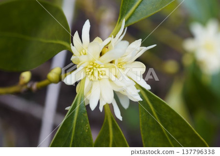 乳白色的日本八角花 137796338