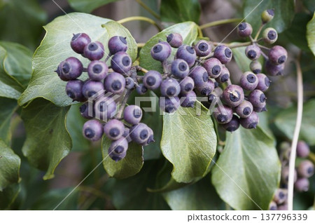 The ivy berries are laden with fruit. The ivy berries are laden with fruit. 137796339