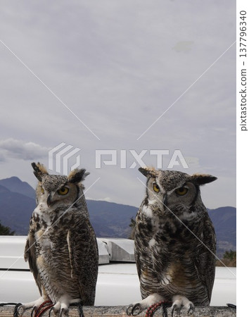 Two owls gazing into the distance Two owls gazing into the distance 137796340