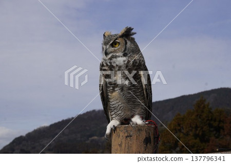 Owl gazing into the distance Owl gazing into the distance 137796341