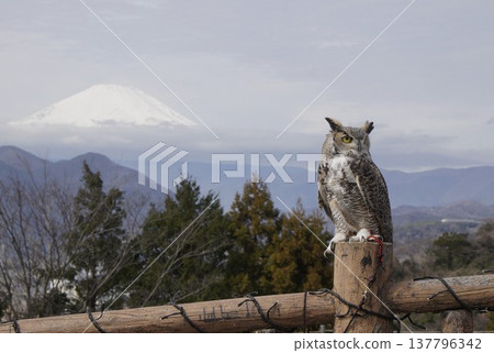 A lone owl with Mount Fuji in the background. 137796342