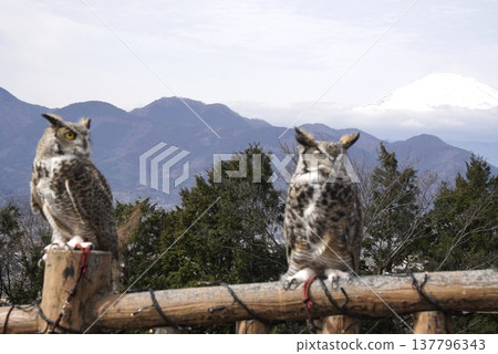 Two owls Two owls 137796343