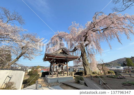 福島縣泉崎村聖賢寺的垂枝櫻花樹 福島縣泉崎村聖賢寺的垂枝櫻花樹 137796347
