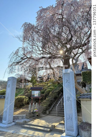 福島縣泉崎村聖賢寺的垂枝櫻花樹 福島縣泉崎村聖賢寺的垂枝櫻花樹 137796351