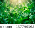 綠色冰沙圖片 綠色冰沙圖片 137796368