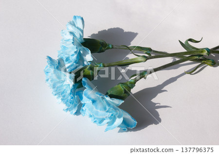 blue carnation on a white background 137796375