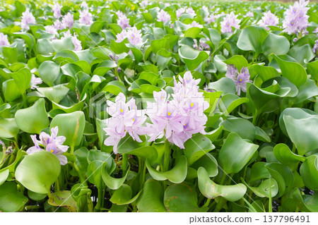 水葫蘆淡紫色的花朵簇簇盛開在水面上。 137796491