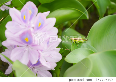 A grasshopper resting on a water hyacinth leaf 137796492