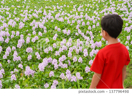 A boy gazes upon a cluster of water hyacinths. A boy gazes upon a cluster of water hyacinths. 137796498