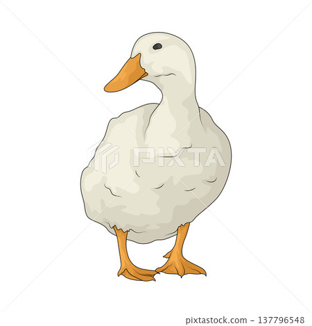 Illustration of Duck 137796548